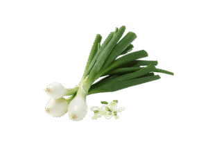 Oignons Frais en Botte
